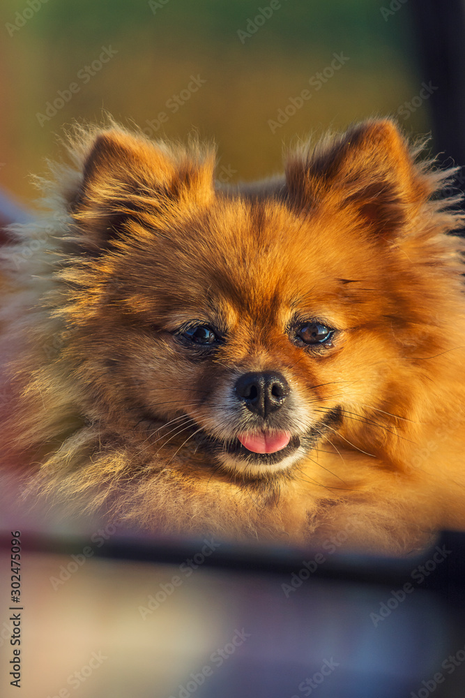 Dog smile Dog smile