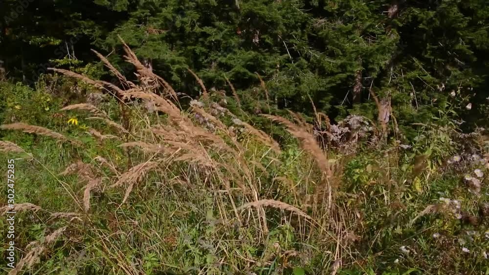 Tall dried grass waving on the wind Tall dried grass waving on the wind