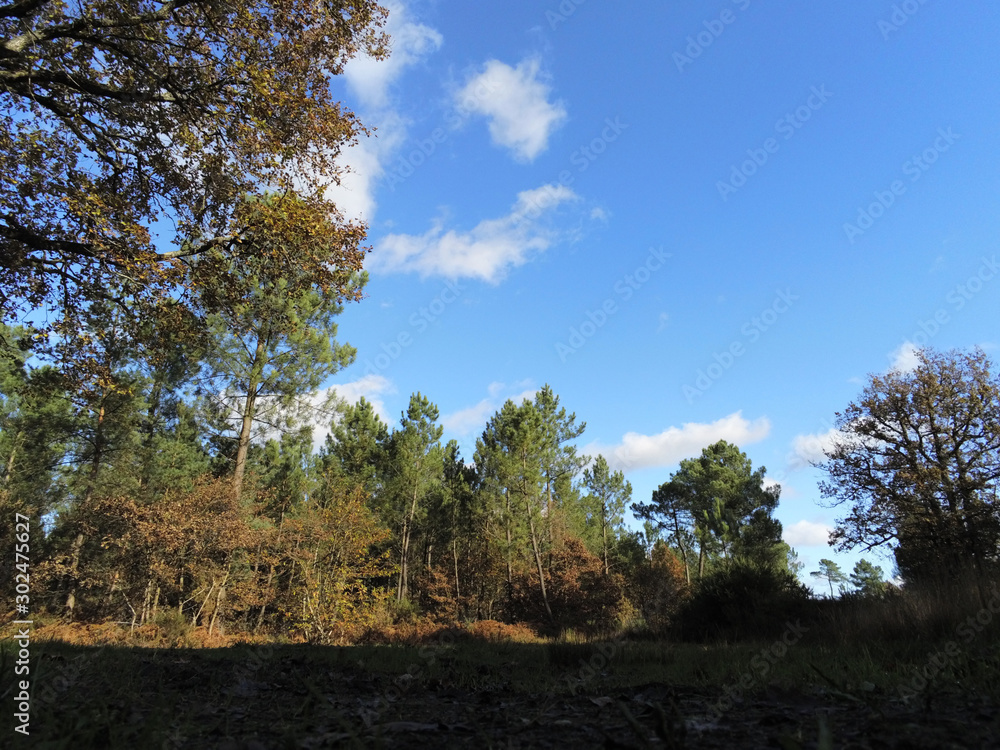 Obraz premium Chênes