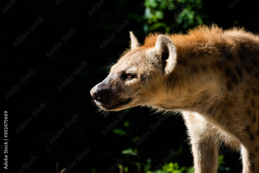 Naklejka premium hyena