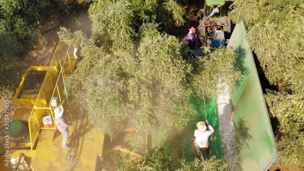 Tree Beating Method Olive Tree Shaker Harvester operation supported by four Pole beating ...