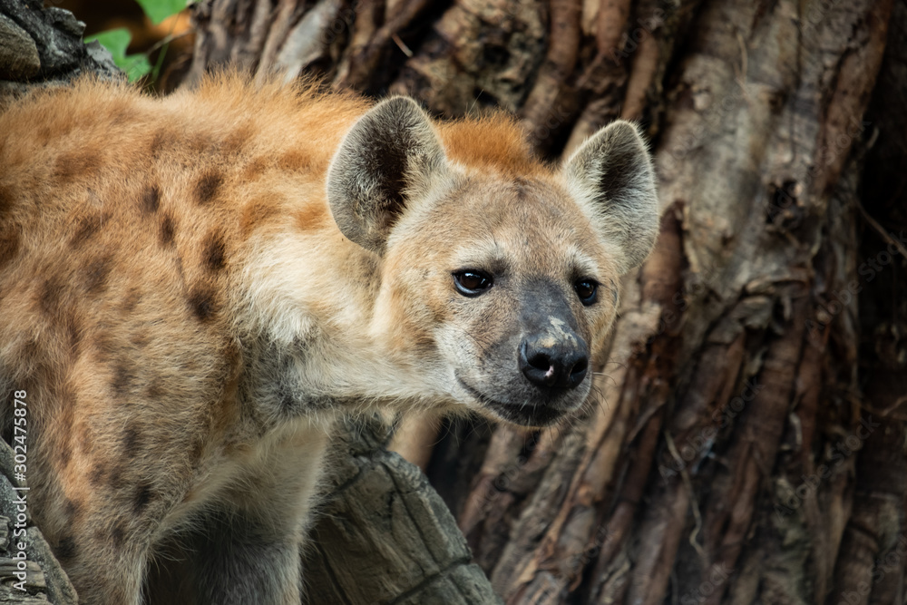 Obraz premium hyena