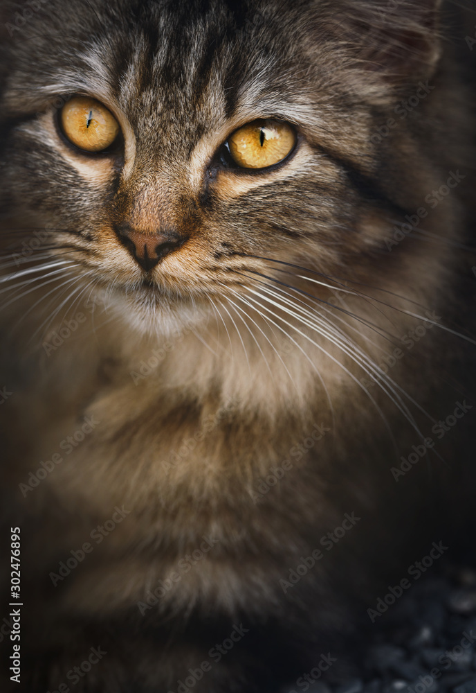 Portrait of tabby cat.Pets and lifestyle concept background.