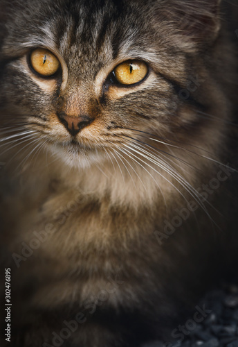 Portrait of tabby cat.Pets and lifestyle concept background.
