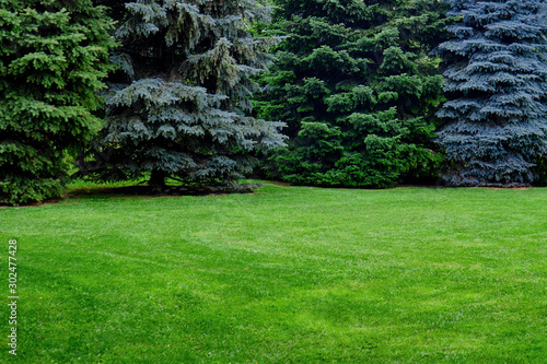 Green spruce and lawn with grass, copy space. Glade with Christmas trees with a place under the text