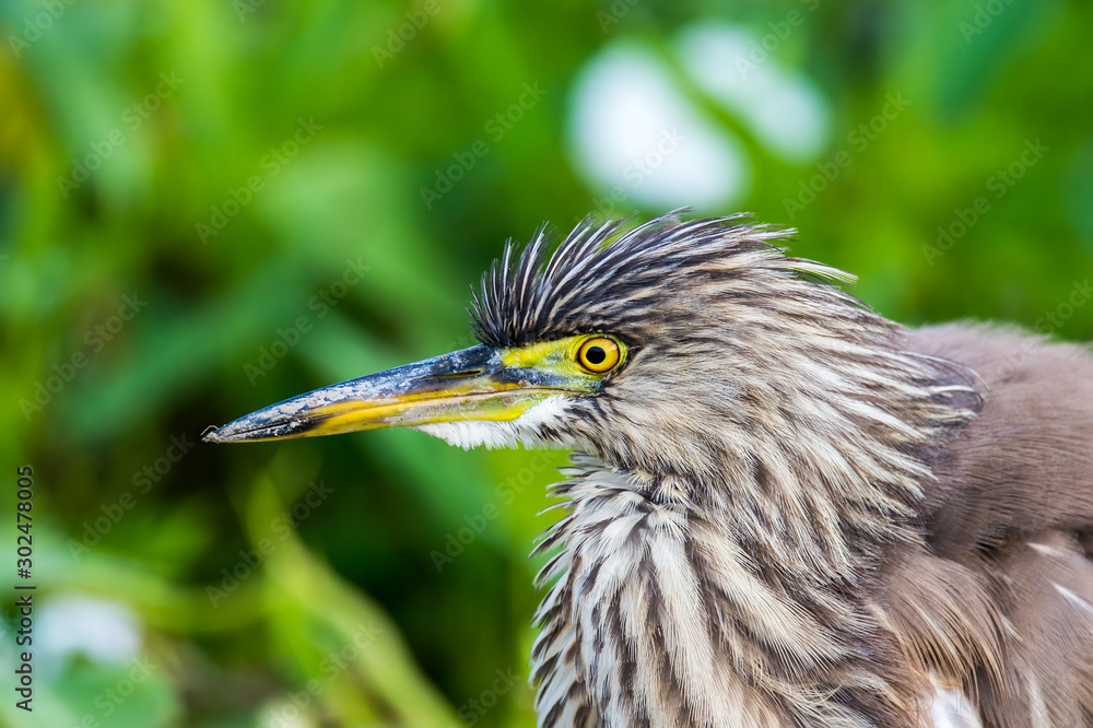 Chinese Pond Heron (Formal Name: Ardeola bacchus) Chinese Pond Heron (Formal Name: Ardeola bacchus)