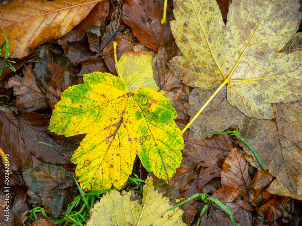 picture with colorful autumn leaf texture
