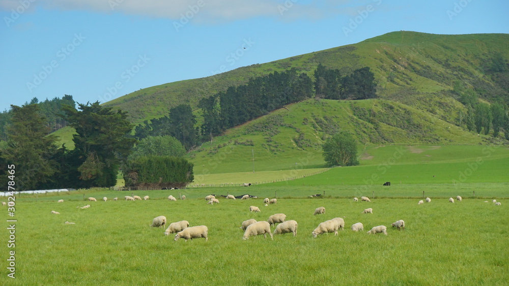 The sheeps in the meadow  in a farmland in the vicinity of Christchurch New Zealand