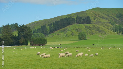 The sheeps in the meadow in a farmland in the vicinity of Christchurch New Zealand