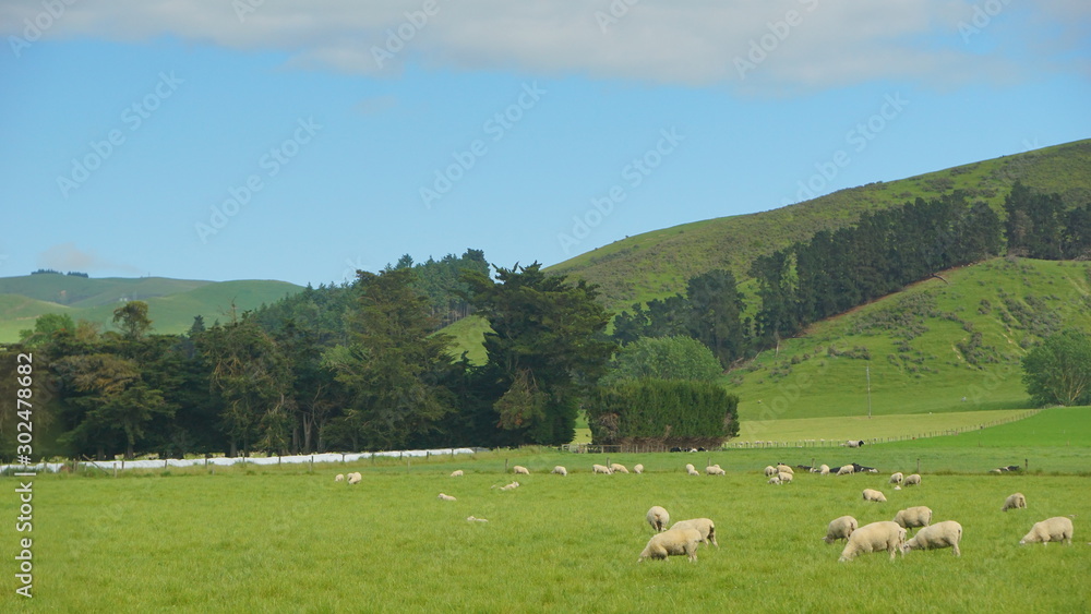 The sheep farmland in the country side of Christchurch, New Zealand