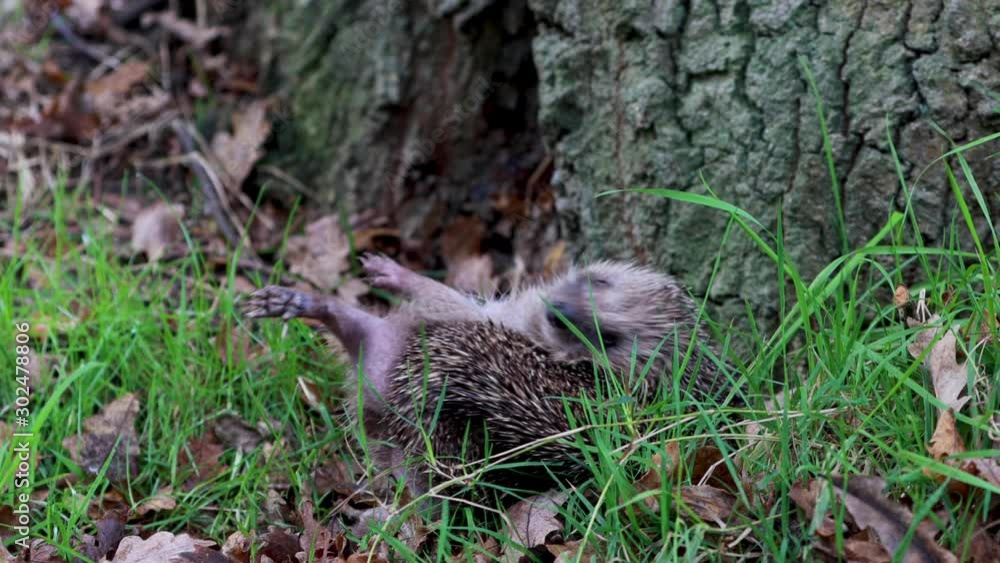 Hedgehog, Erinaceinae, moving slowly on grass besides a oak tree, sniffing and scratching. Hedgehog, Erinaceinae, moving slowly on grass besides a oak tree, sniffing and scratching.