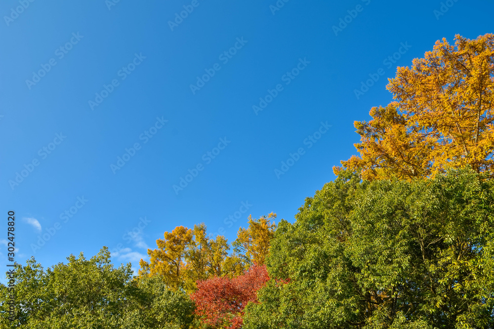 Naklejka premium 秋の森の木と青空