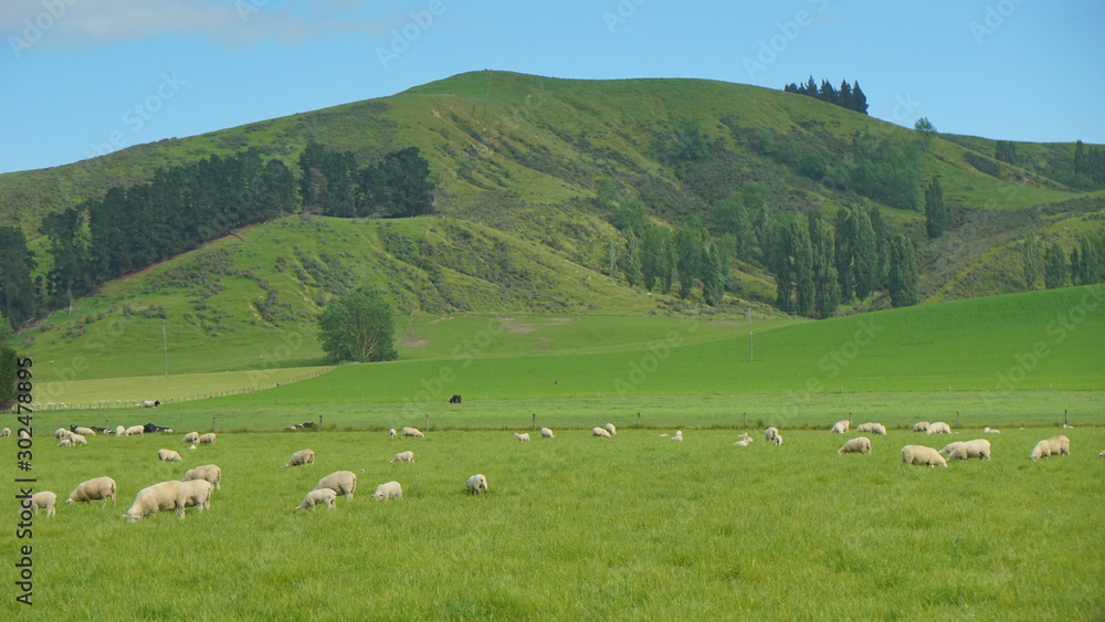 The sheep farmland in the country side of Christchurch, New Zealand