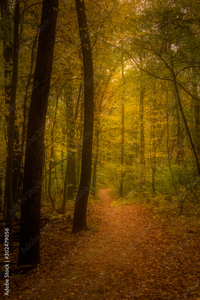 Obraz premium A hiking path through autumn woods takes on a beautiful and haunting character when selective diffusion and warmth are added in post.