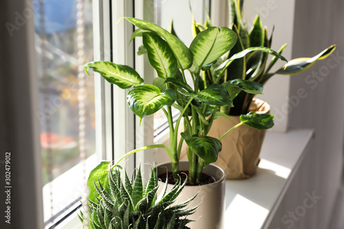 Slika na platnu Different potted plants near window at home