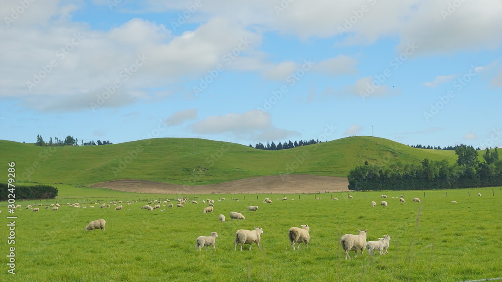 The sheeps in ta meadow nearby Christchurch, New Zealand