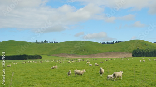 The sheeps in the meadow in a farmland in the vicinity of Christchurch New Zealand