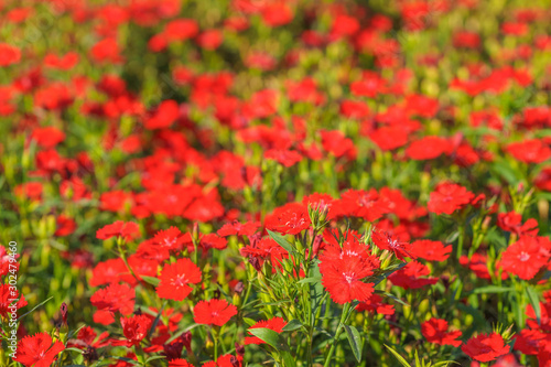 Red Flowers in the Sunlight with Bokeh Effect © tuulijumala