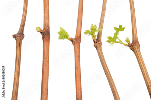 The process of growing grapes saplings from the vine.