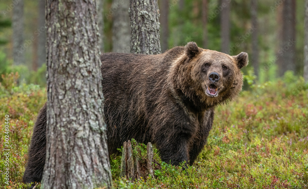 Fototapeta premium Adult male of brown bear at autumn forest. Natural habitat. pine forest