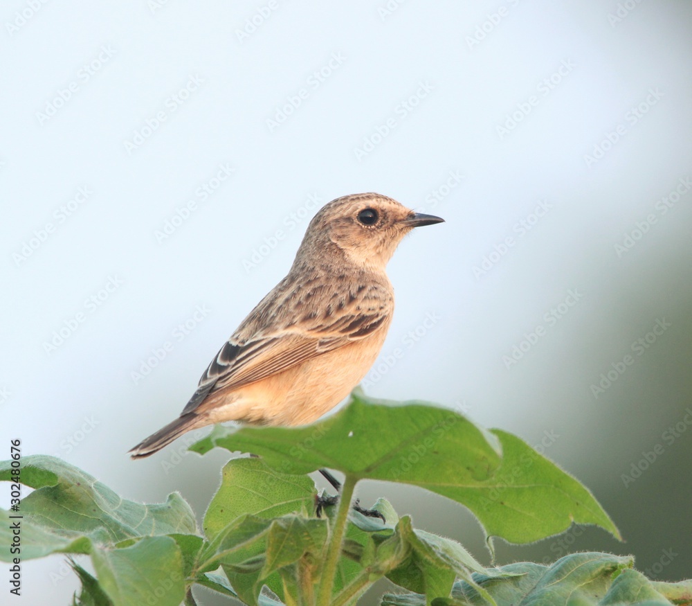 Fototapeta premium robin sitting on branch