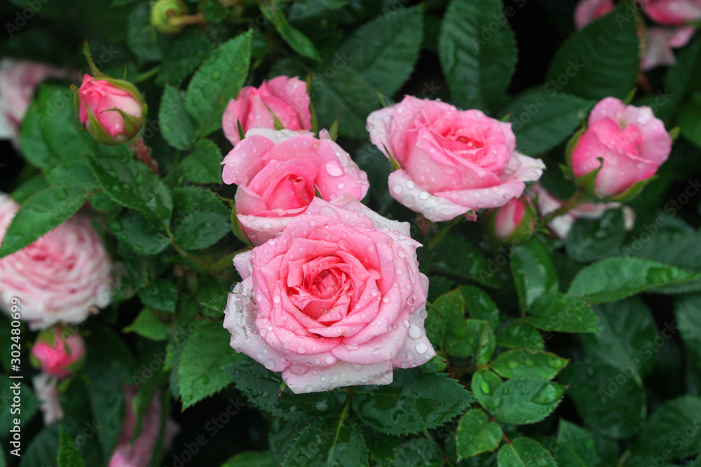 Blooming Ping Rose Flower with raindrops in the garden at Bana Hill , Danang Vietnam