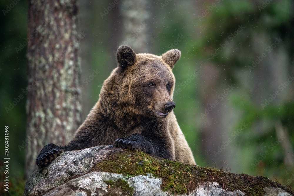 Fototapeta premium Adult Male of Brown bear in the forest. Scientific name: Ursus arctos. Natural habitat.
