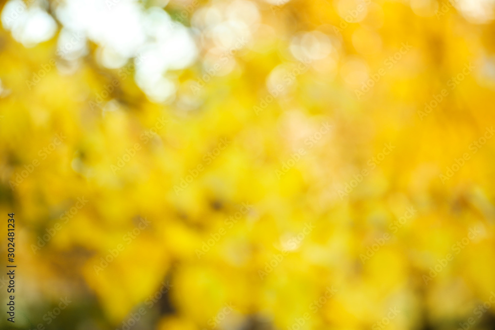 Obraz premium Blurred view of autumn foliage outdoors. Bokeh effect