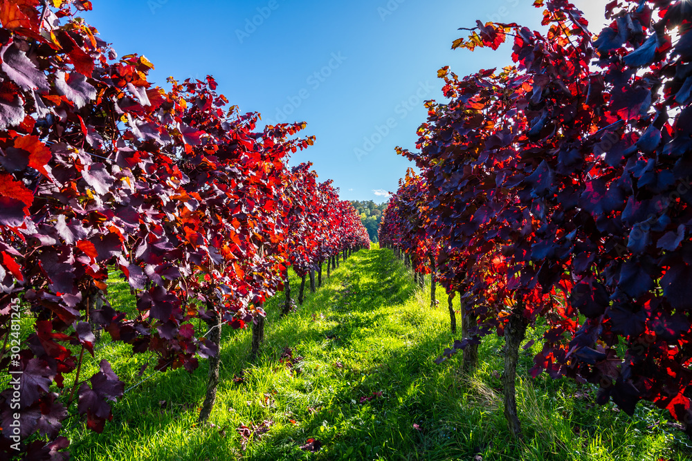 Germany, Way between red vine plants in a vineyard in autumn harvest season in colorful atmosphere with blue sky and sunshine