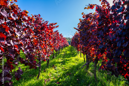 Obraz na płótnie Germany, Way between red vine plants in a vineyard in autumn harvest season in colorful atmosphere with blue sky and sunshine w salonie