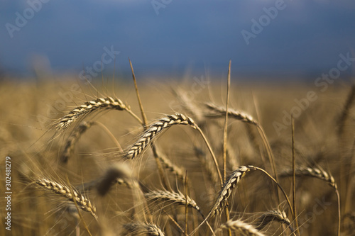 Wheat on the field. Plant, nature, rye. Rural summer field landscape