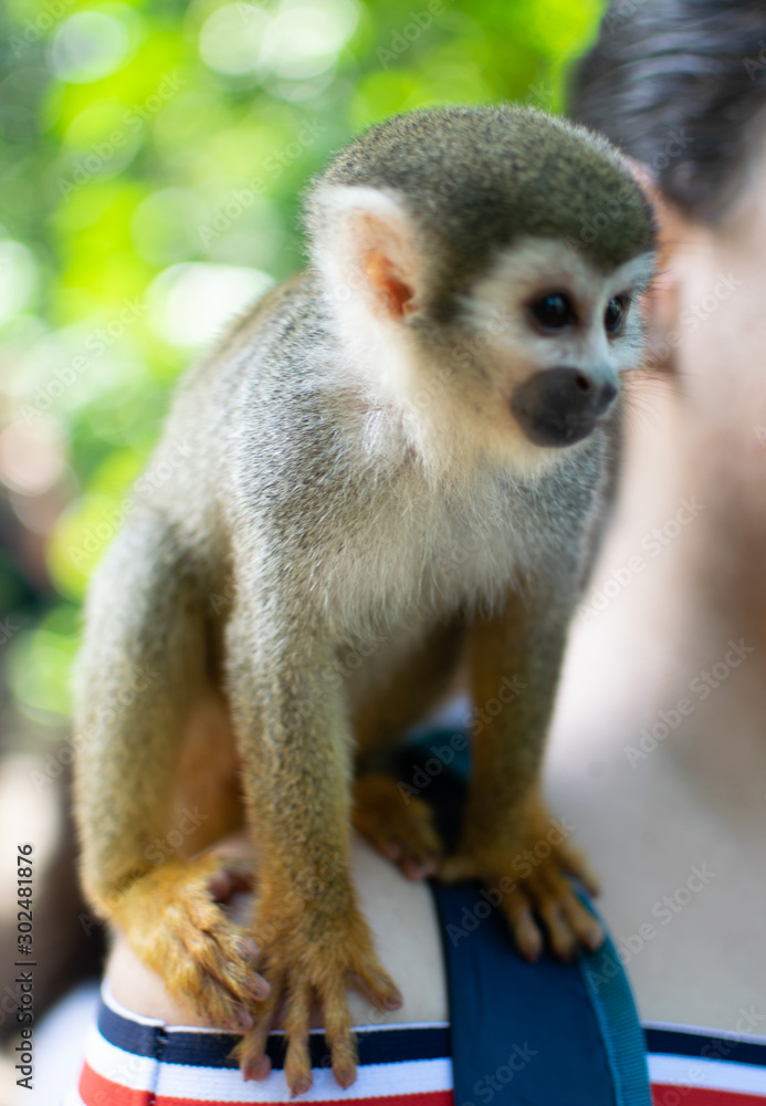 monos ardilla de la selba amazonica mirando hacia alfrente bien enfocado  Photos | Adobe Stock