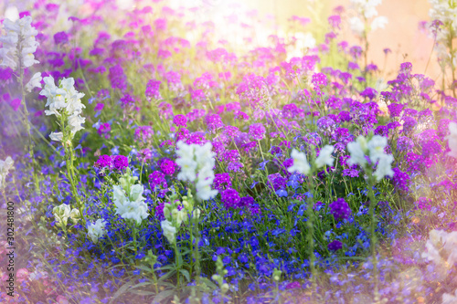 Blurry meadow flowers background. Flower card