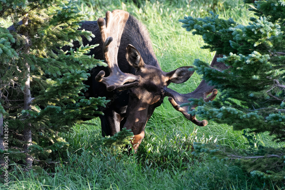 Shiras Moose in the Rocky Mountains of Colorado Shiras Moose in the Rocky Mountains of Colorado