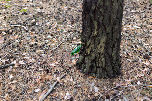 Green glass bottle on the ground in a pine forest.