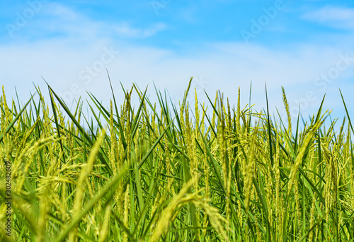 The rice paddy field in Thailand