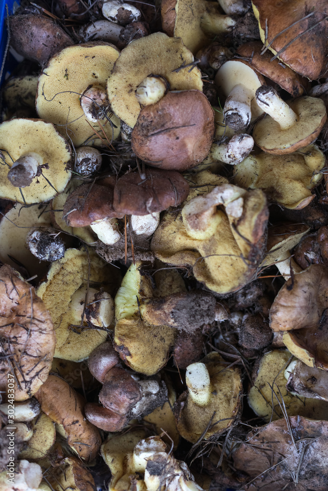 Background with full basket of fresh wild mushrooms. Background with full basket of fresh wild mushrooms.