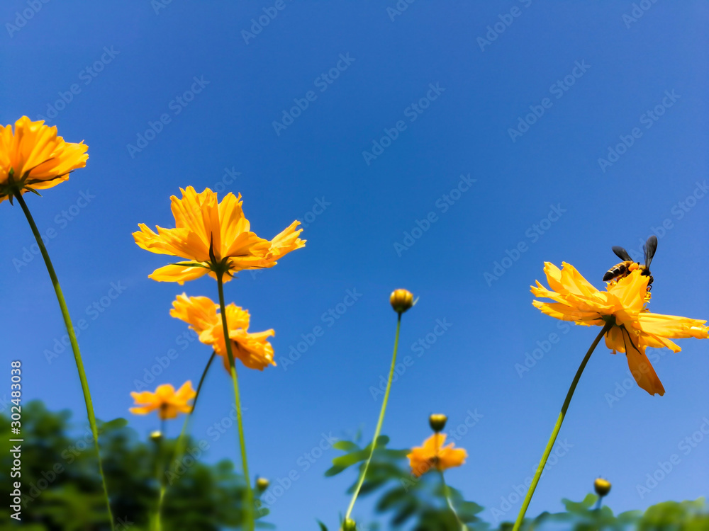 Cosmos Flower field with blue sky,Cosmos Flower field blooming spring flowers season