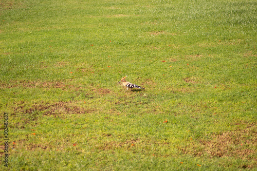 The close up photo of hoopoe bird on the green grass in sunny day © Olga
