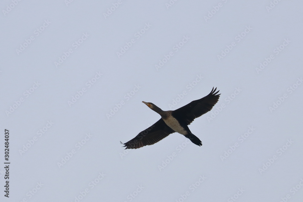 Fototapeta premium cormorant