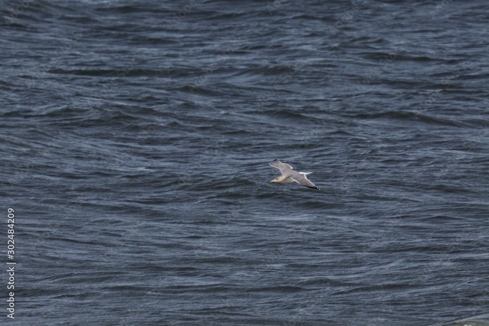 Obraz premium herring gull