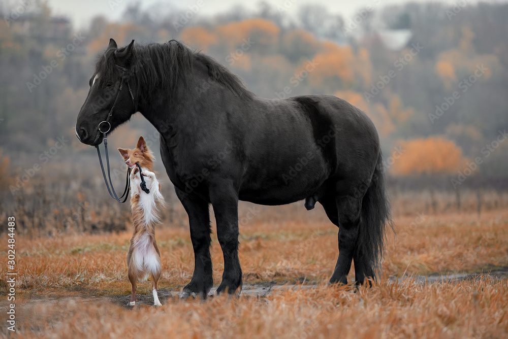 dog and horse in autumn forest