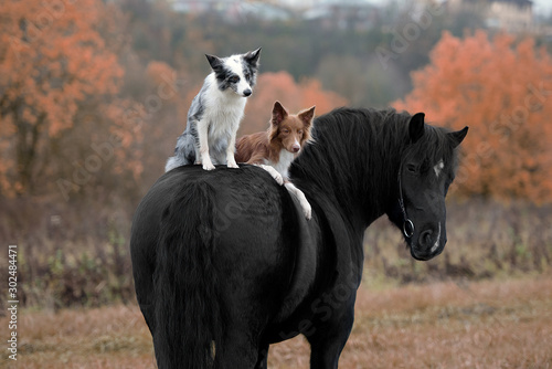 dog and horse in autumn forest photo