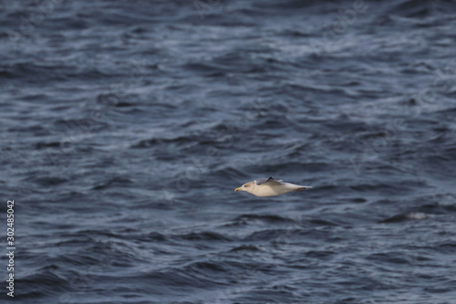 herring gull