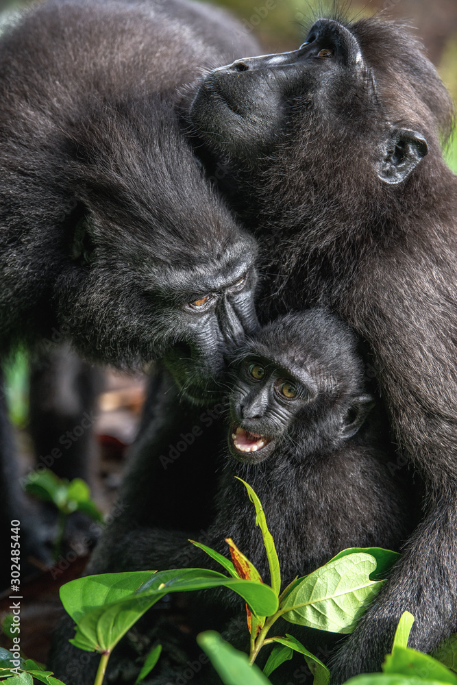 Obraz premium The Celebes crested macaque and cub. Crested black macaque, Sulawesi crested macaque, sulawesi macaque or the black ape. Natural habitat. Sulawesi. Indonesia.