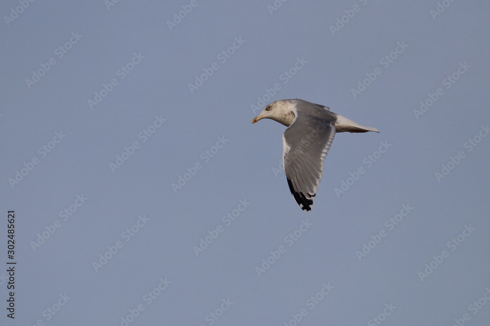 herring gull