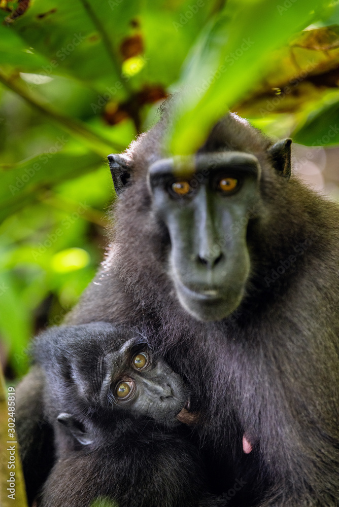Obraz premium The Celebes crested macaque and cub. Crested black macaque, Sulawesi crested macaque, sulawesi macaque or the black ape. Natural habitat. Sulawesi. Indonesia.
