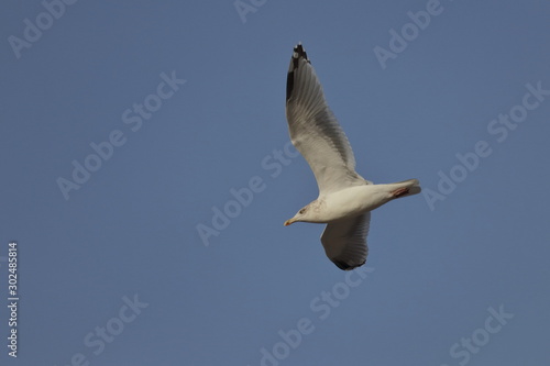 herring gull