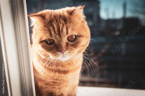 Fototapeta Naklejka Na Ścianę i Meble -  red cat