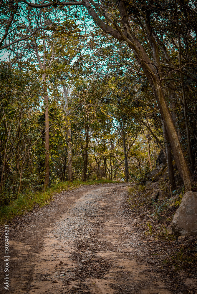 road in the forest